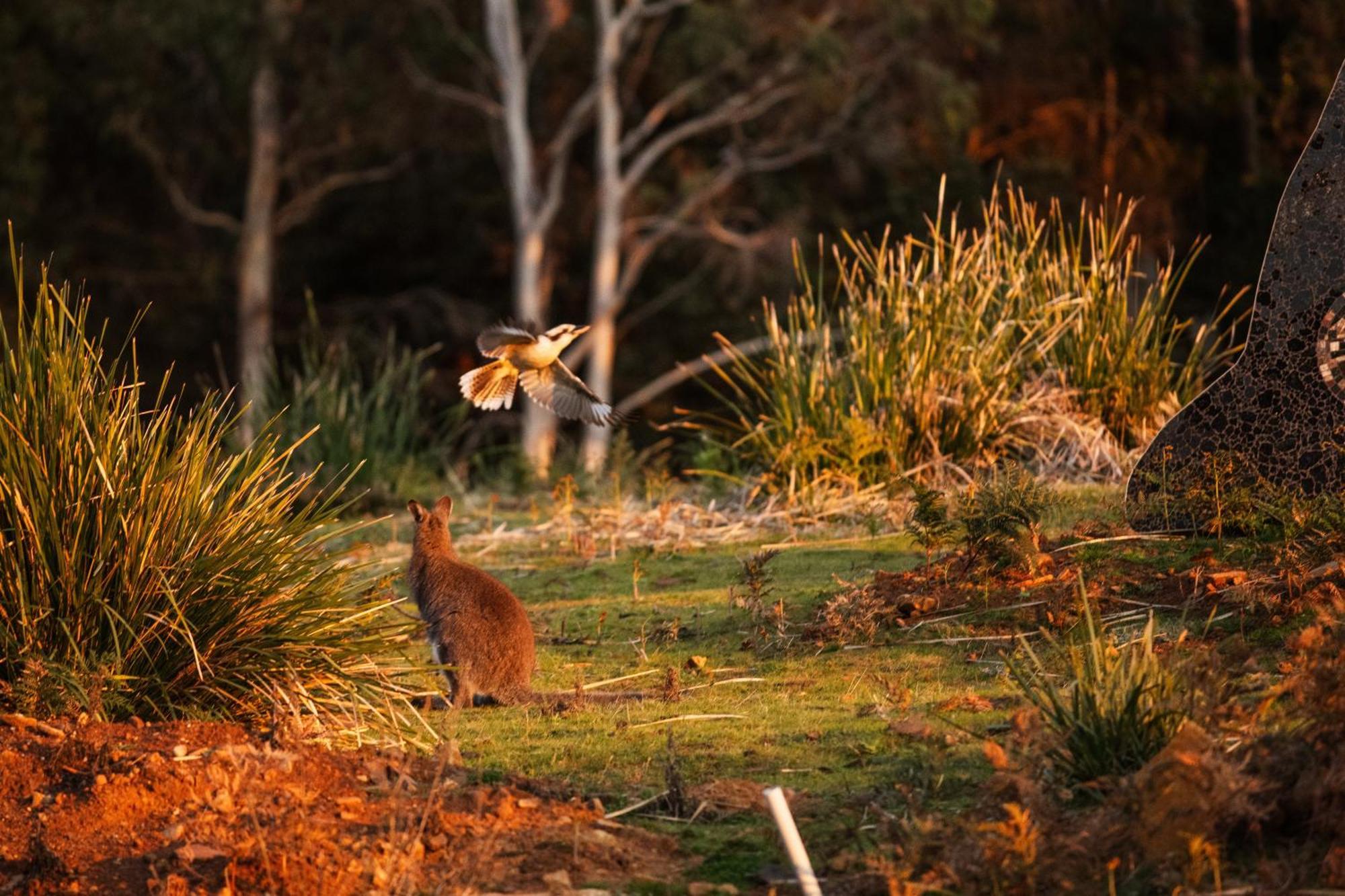 Freycinet Resort Coles Bay Buitenkant foto